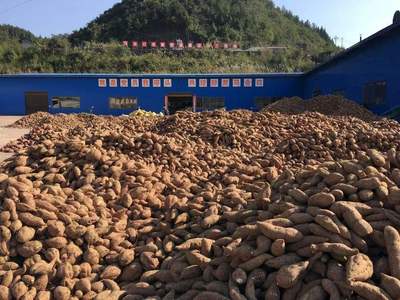 农村地区红薯淀粉加工存在的问题与技术需求|固德威